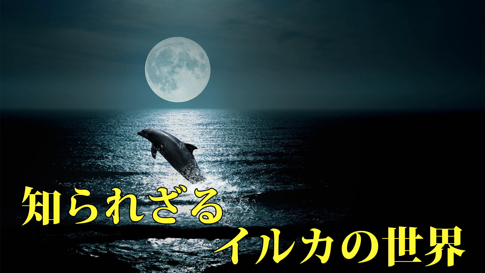 ディズニープラス 知られざるイルカの世界 考察レビュー あまりに美しく叙情的な光景に癒されるよ シネマライブラリ